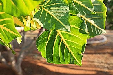 《火影忍者：究极忍者风暴》将于9月24日登陆移动端