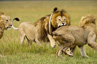 《碧蓝幻想：Relink》多半好评 Steam峰值超8万